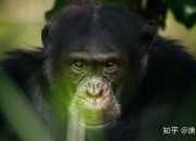 开云官方app入口-塞内加尔碾压马赛，格纳布里一己之力扛起全队