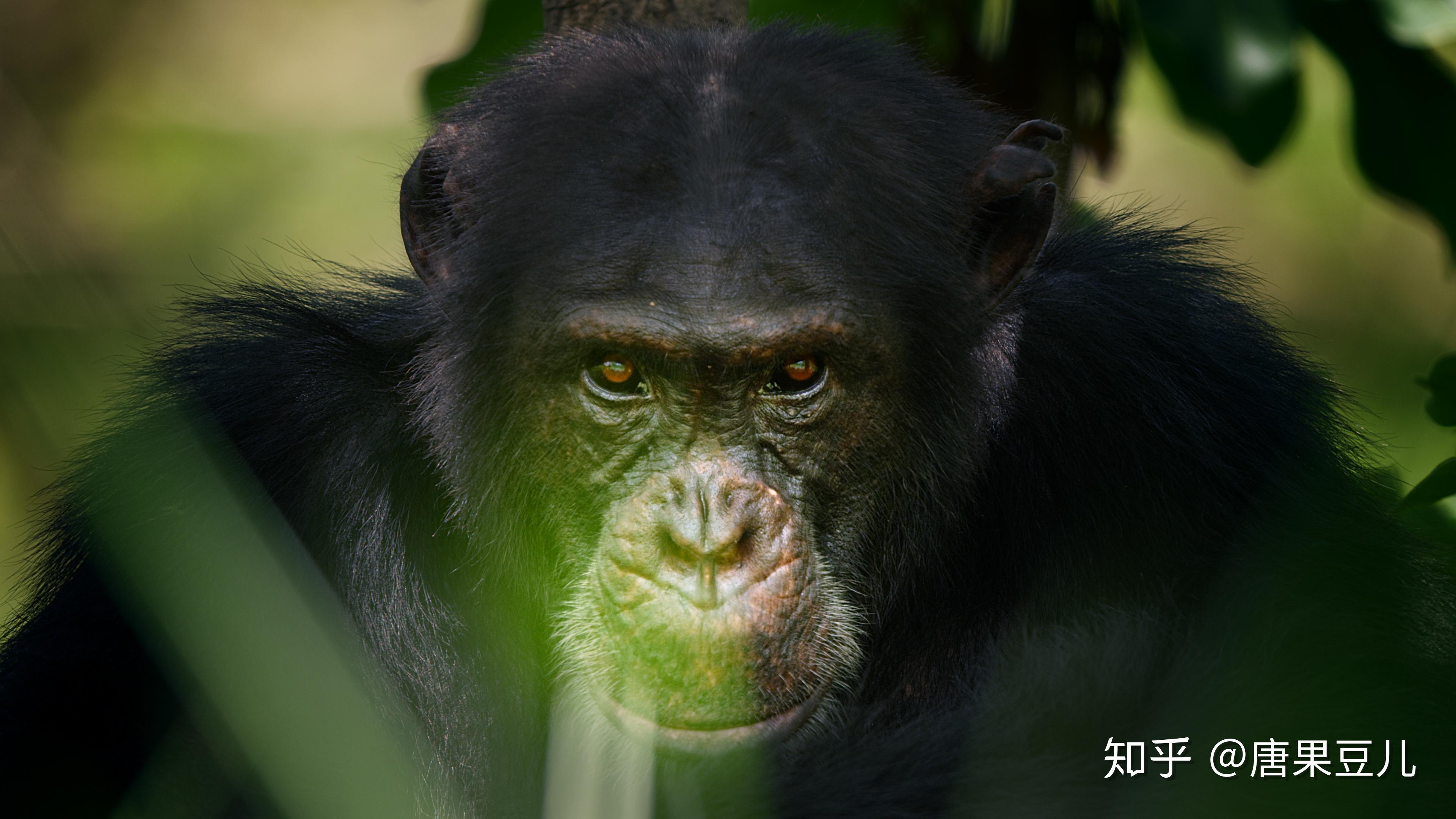 塞内加尔碾压马赛,格纳布里一己之力扛起全队 塞内加尔碾压马赛,格纳布里一己之力扛起全队
